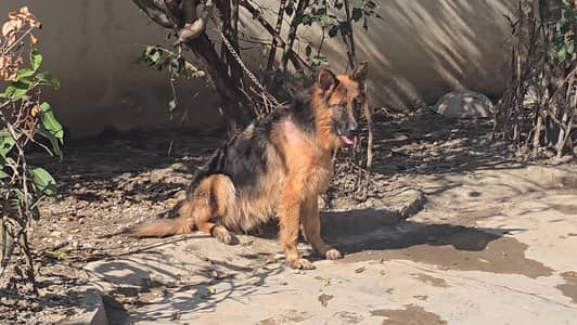 German Shepherd Dog (Tin and Black Color)