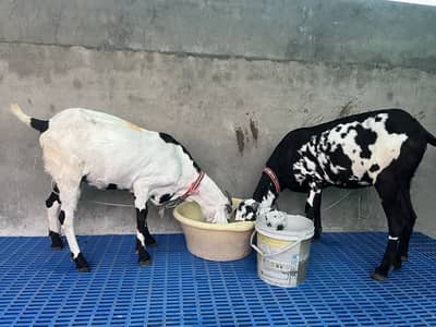 2 desi gabhan bakri