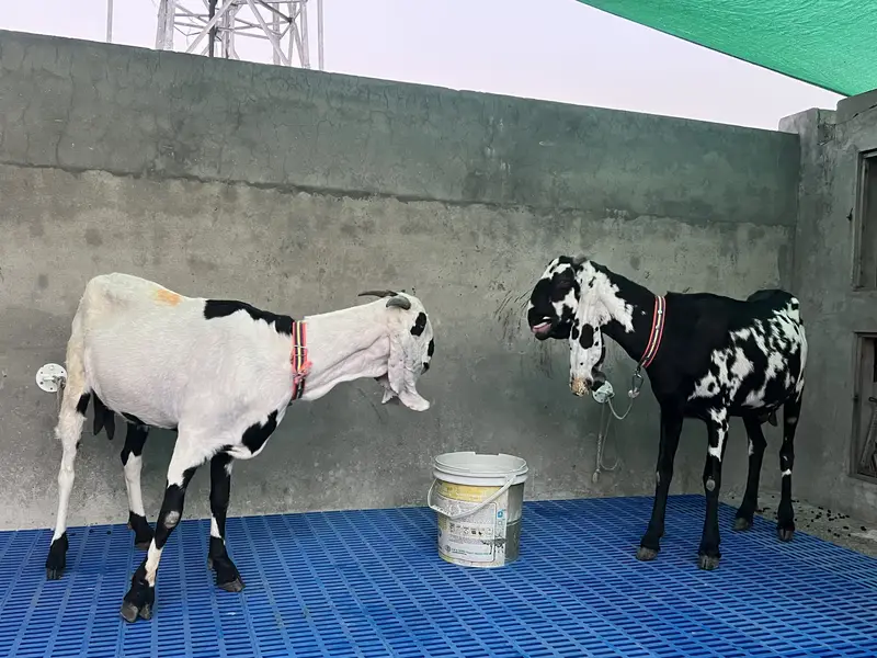 2 desi gabhan bakri — photo 2
