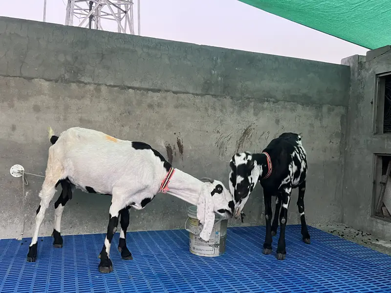 2 desi gabhan bakri — photo 3