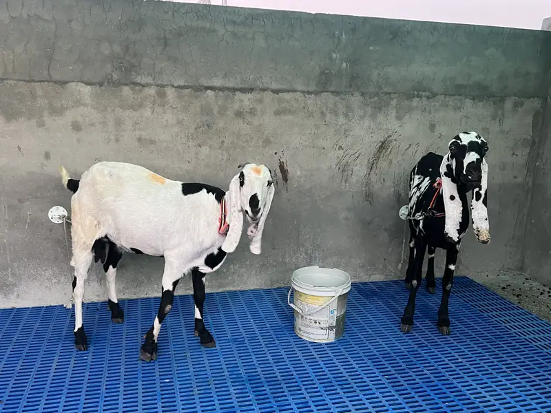 2 desi gabhan bakri — photo 4