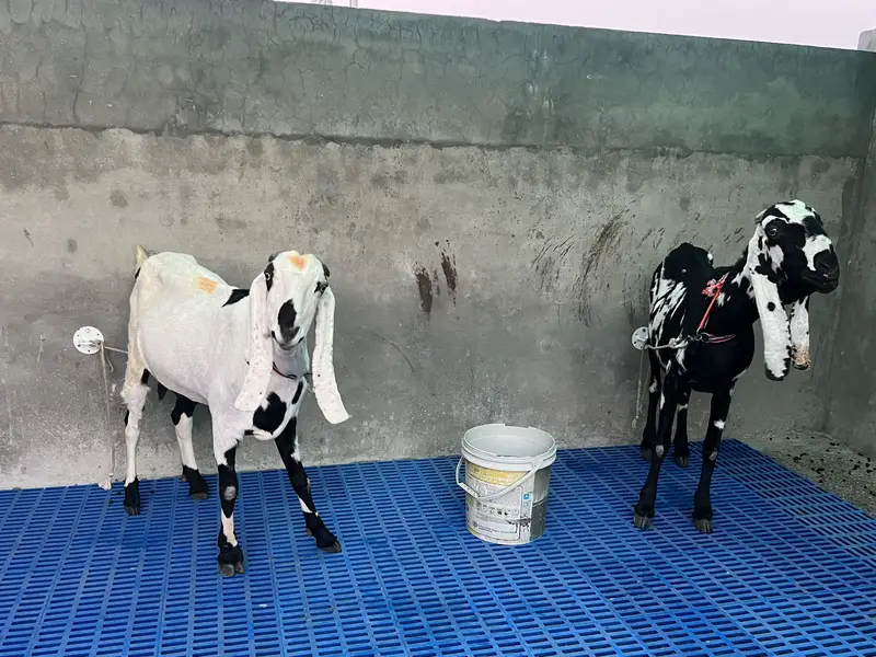 2 desi gabhan bakri — photo 5