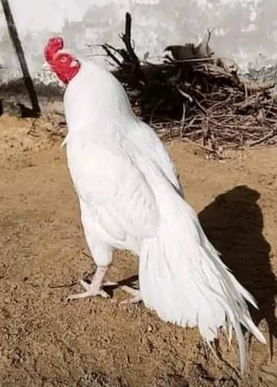 paper white heera aseel fertilel eggs