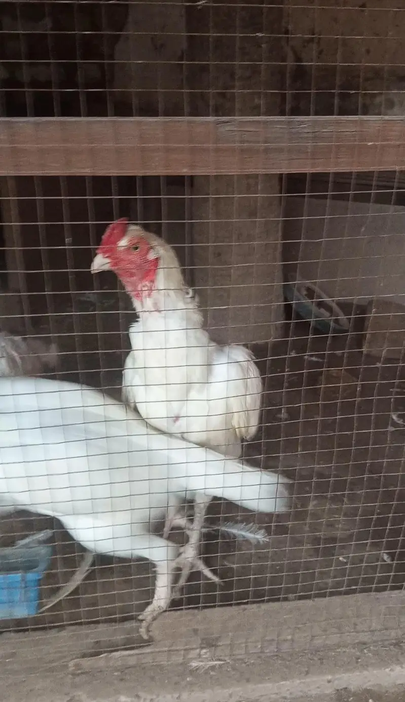 paper white heera aseel fertilel eggs — photo 3