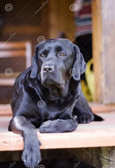 Black Labrador pair