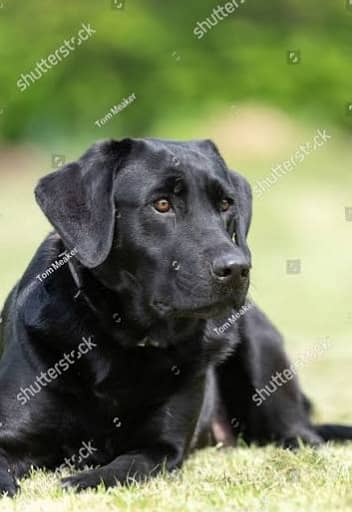 Black Labrador pair 1