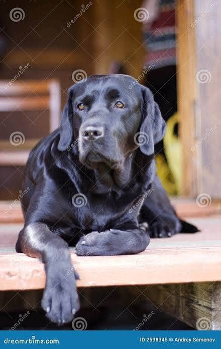 Black Labrador pair 2