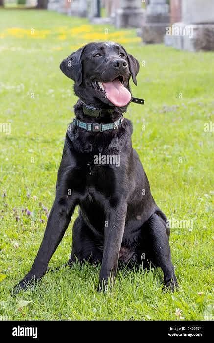 Black Labrador pair 3