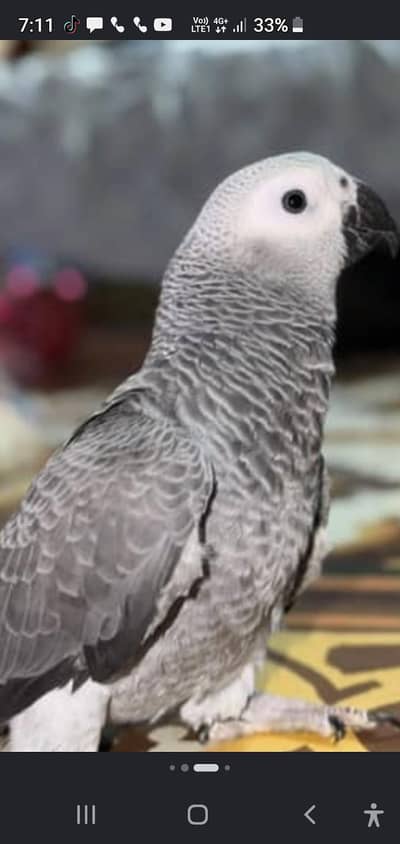 african gray & cockatoo