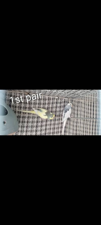 2 pair of budgie for sale