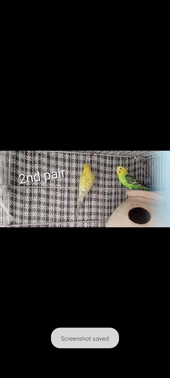 2 pair of budgie for sale — photo 2