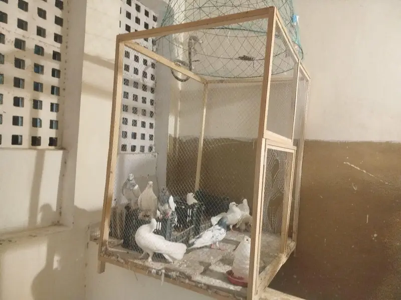 cage for sale — photo 3