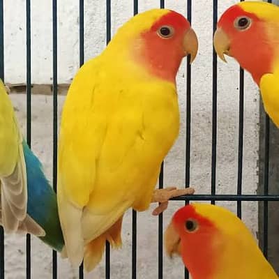 Lutino Lovebird Breeder Pair Available for Sale!