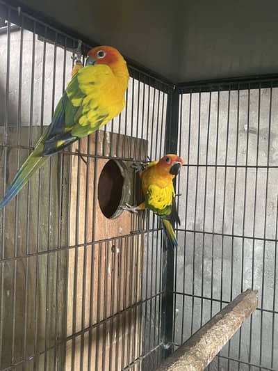 sunconour breeder males