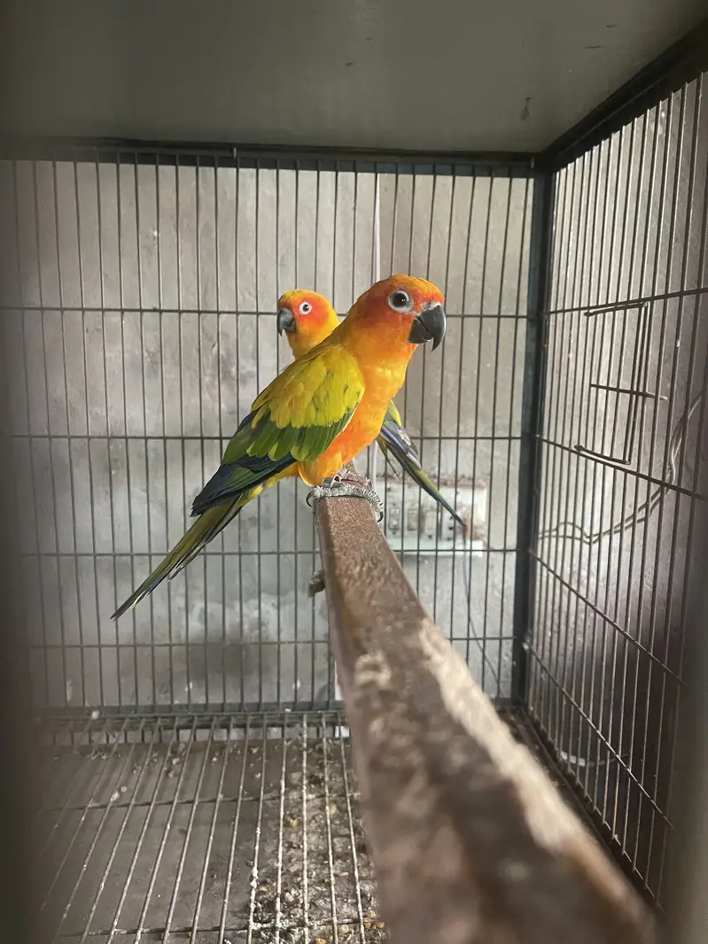 sunconour breeder males — photo 2