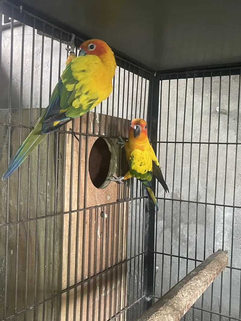 sunconour breeder males — photo 3