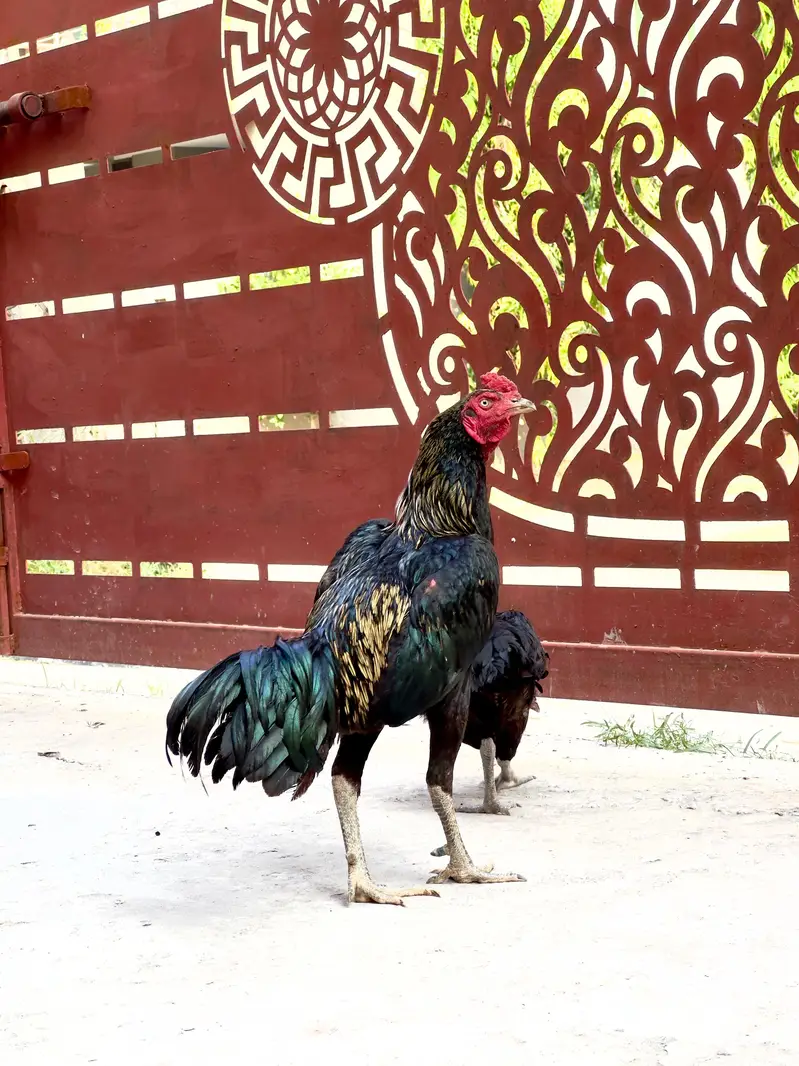 Aseel pair / Aseel murgha murghi — photo 2