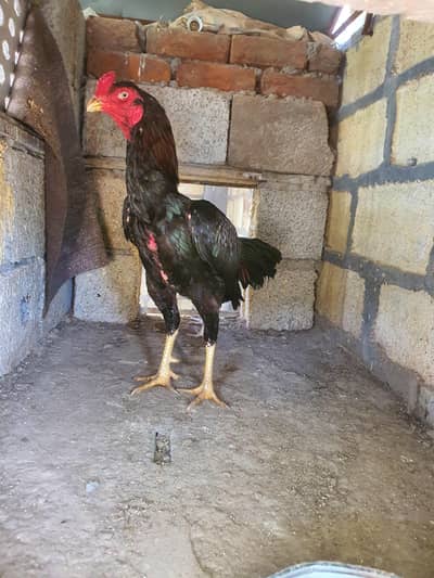 Aseel,Bantam,ayam cemani