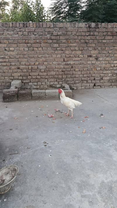 white aseel
