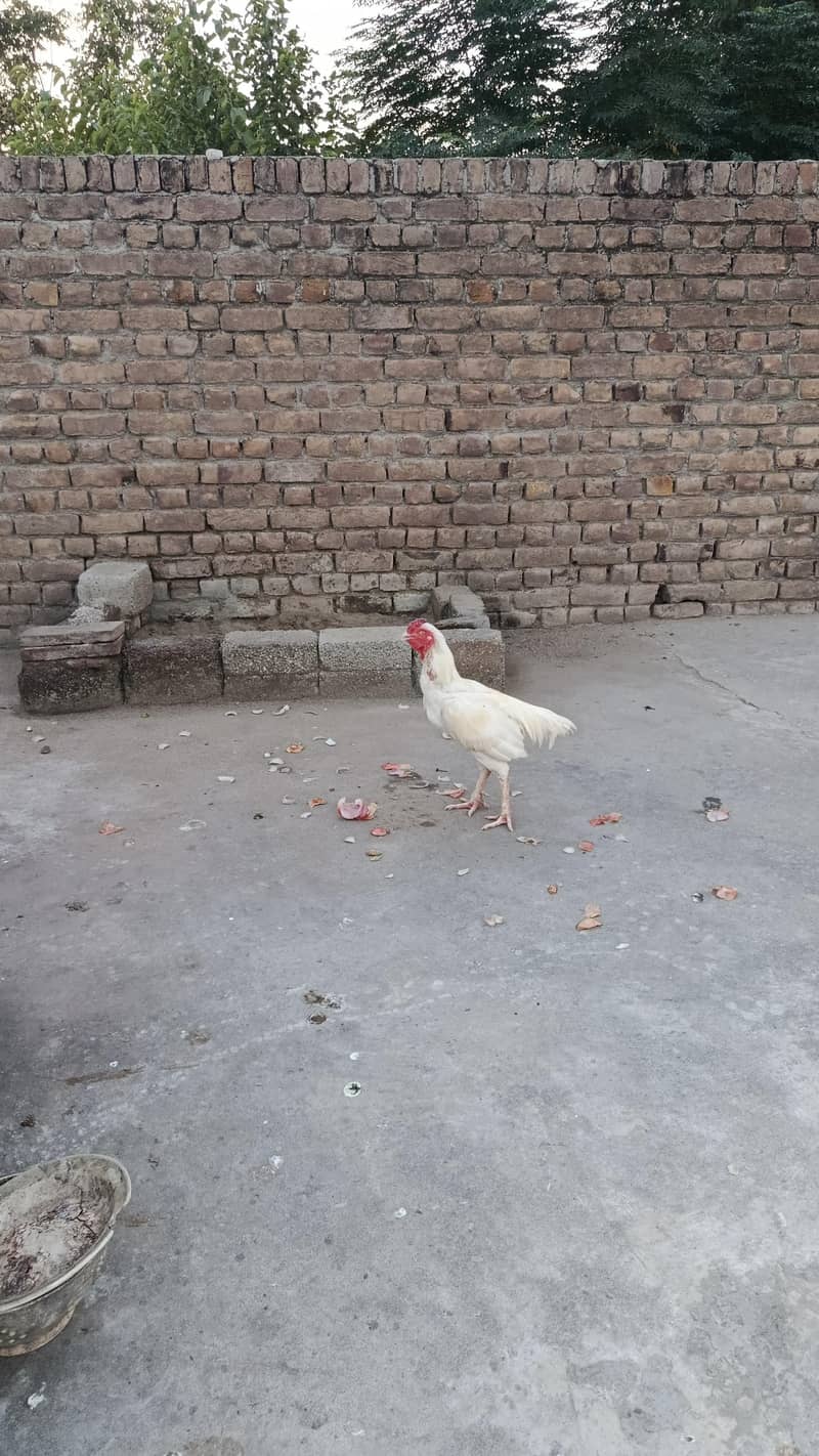 white aseel 0