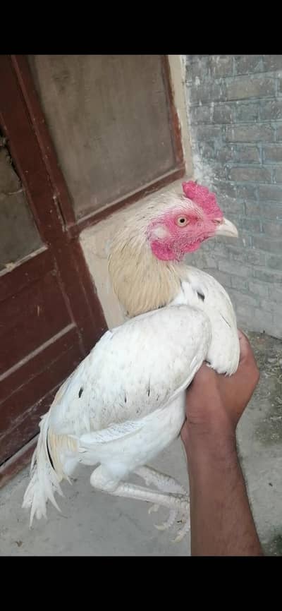 ASEEL mianwali Home bread