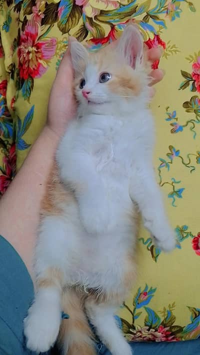 kitten for sale