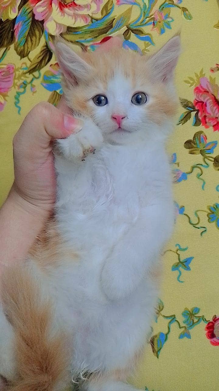 kitten for adoption 1