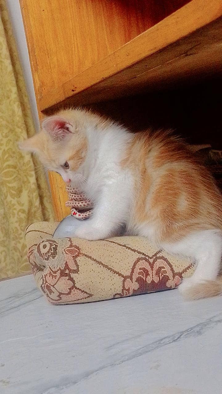 kitten for adoption 3
