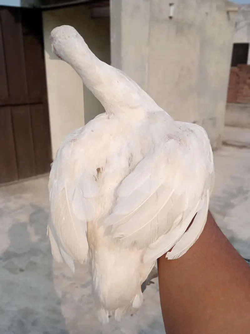 thai +maiawali and Pakistani — photo 3