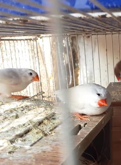 snow White 12 breeder pair Bache b ha Kuch pair k andy b