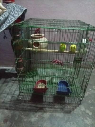 2 pair of budgies