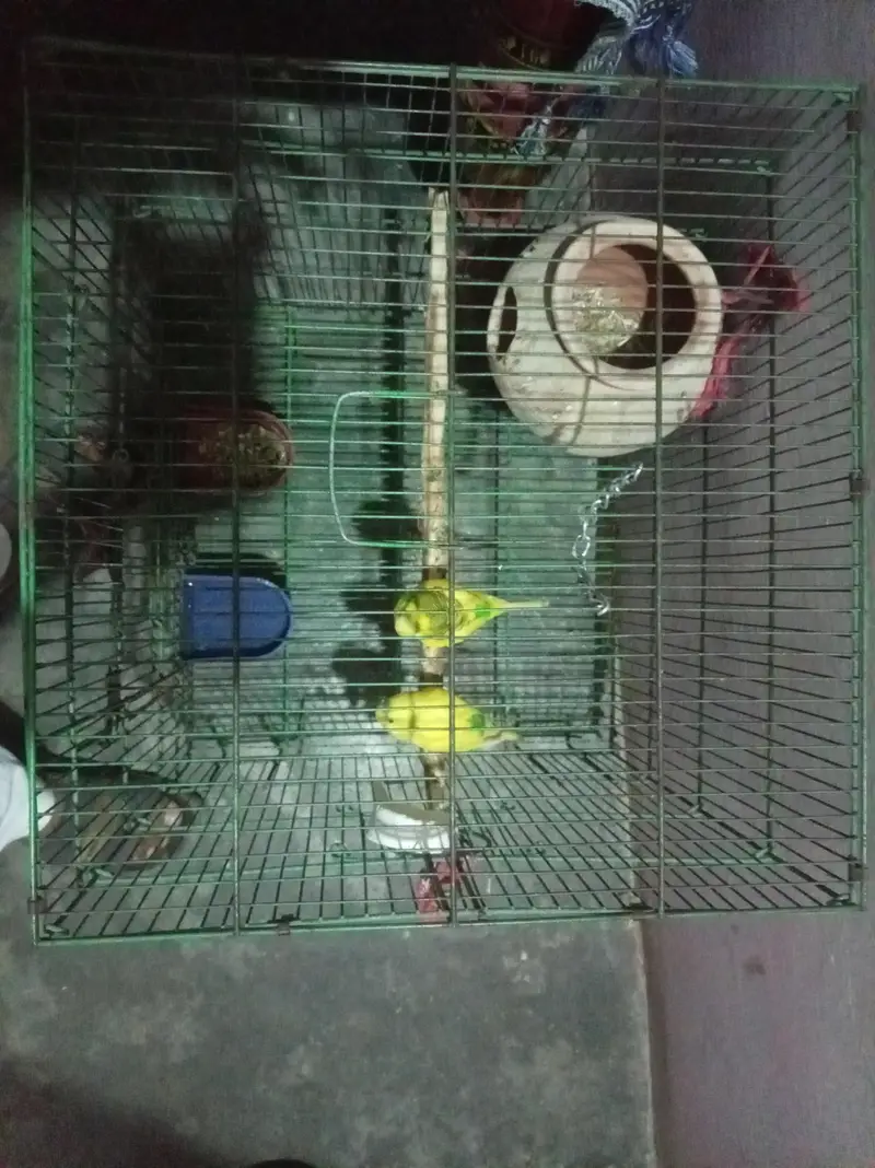 2 pair of budgies — photo 2