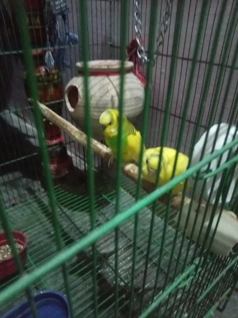 2 pair of budgies — photo 3