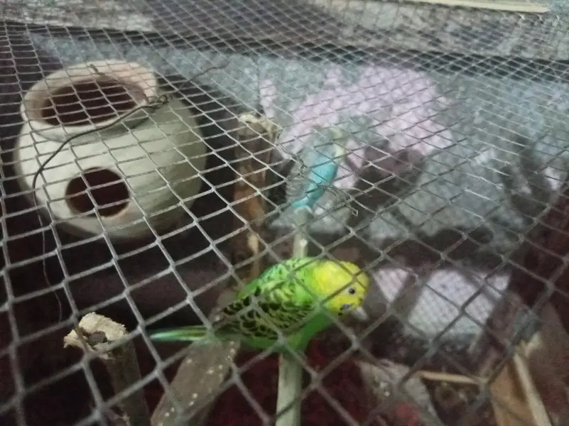 2 pair of budgies — photo 4