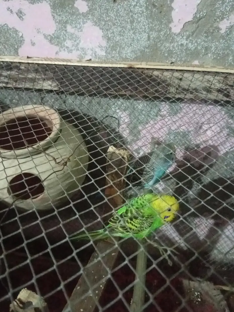 2 pair of budgies — photo 5