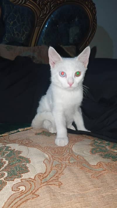 Persian cat