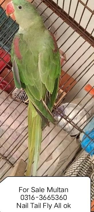 ptha Male