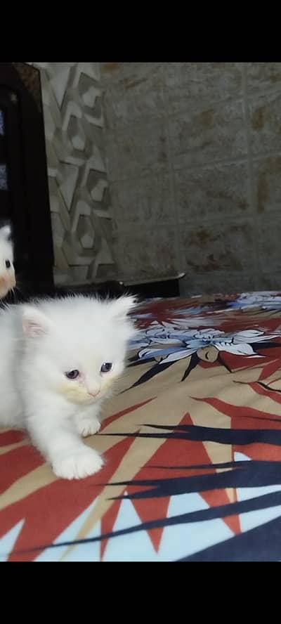 adult cat whith white kitten