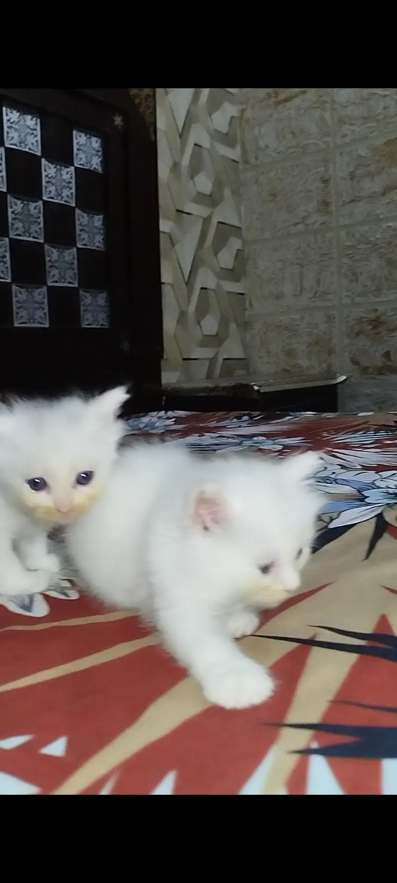 adult cat whith white kitten — photo 2
