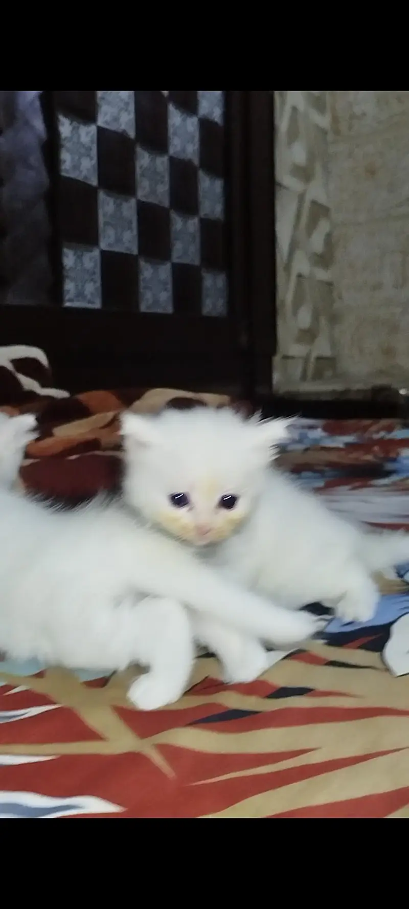 adult cat whith white kitten — photo 3