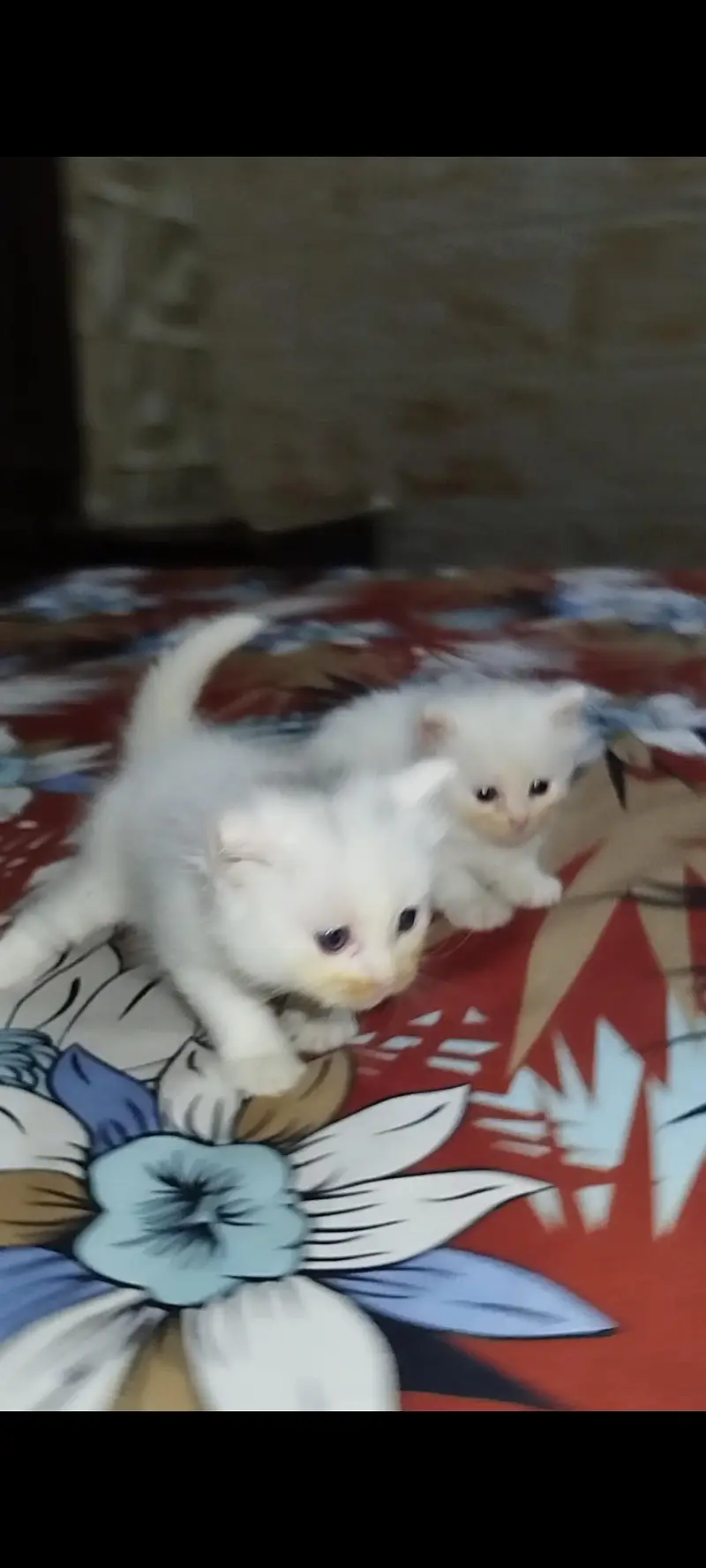 adult cat whith white kitten — photo 4