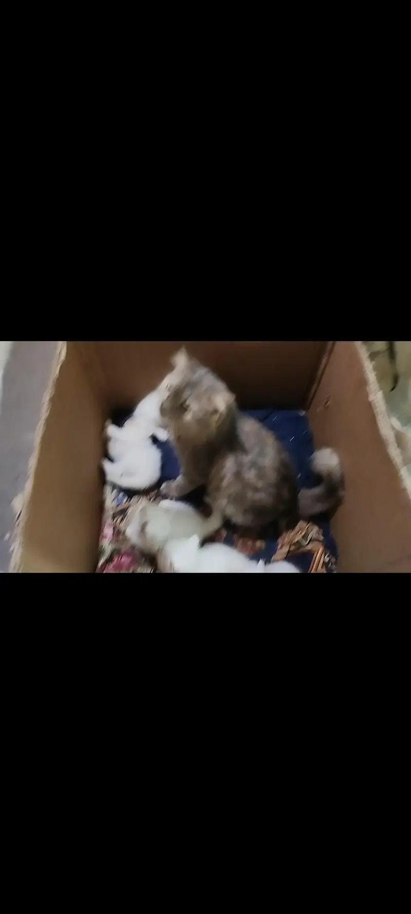 adult cat whith white kitten — photo 5