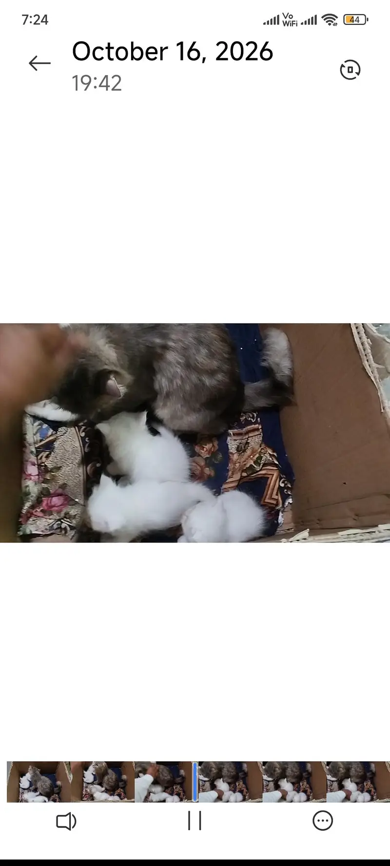 adult cat whith white kitten — photo 7