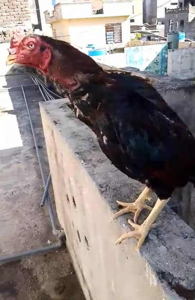 mainwali aseel