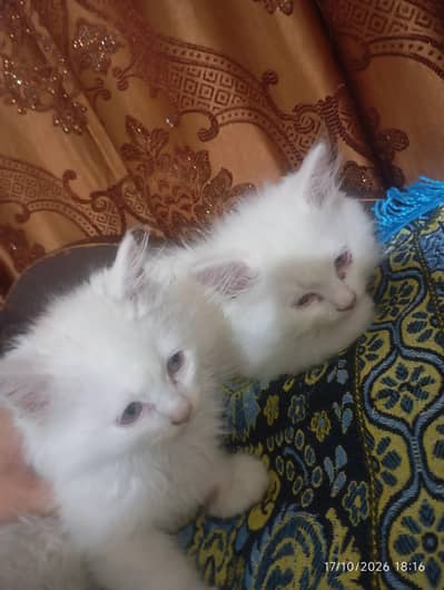 Persian white kittens