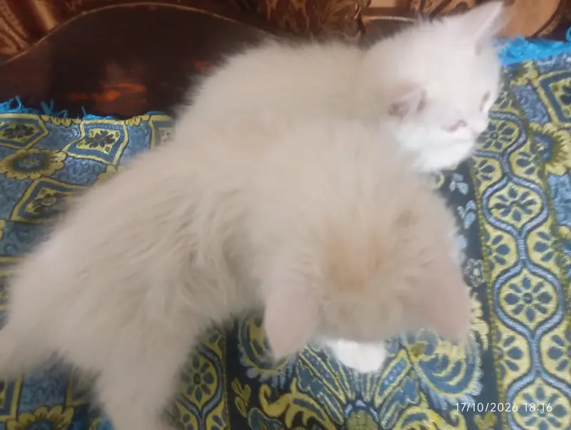 Persian white kittens — photo 2