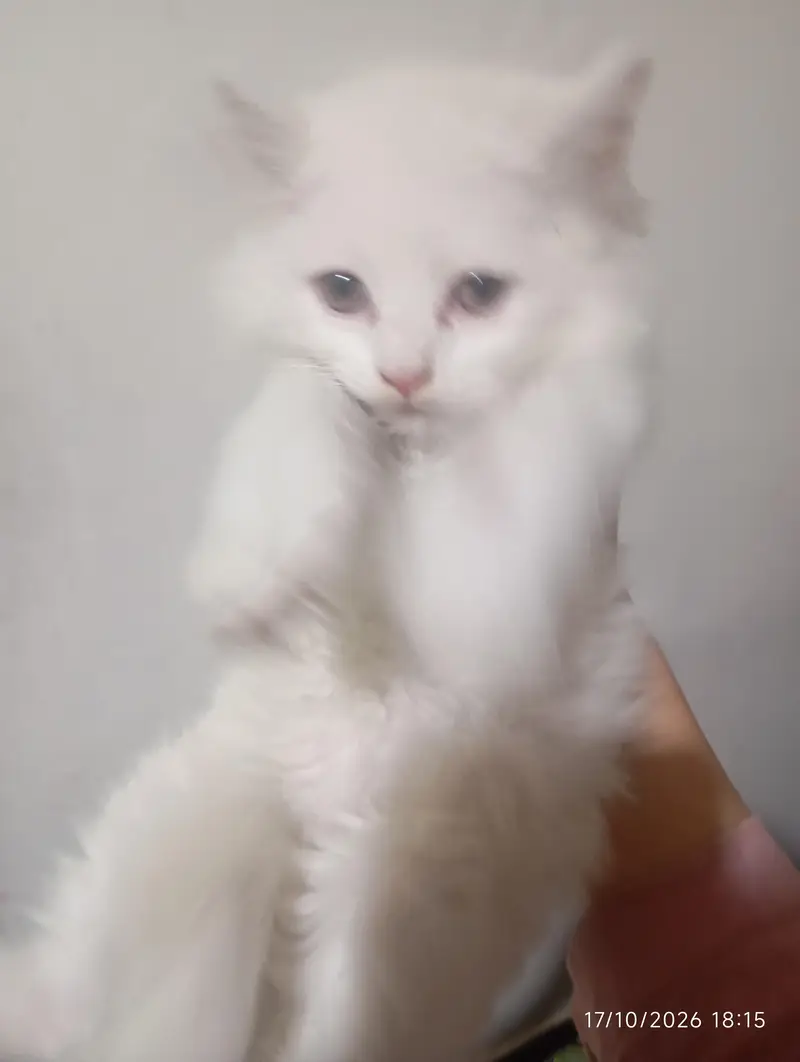 Persian white kittens — photo 3