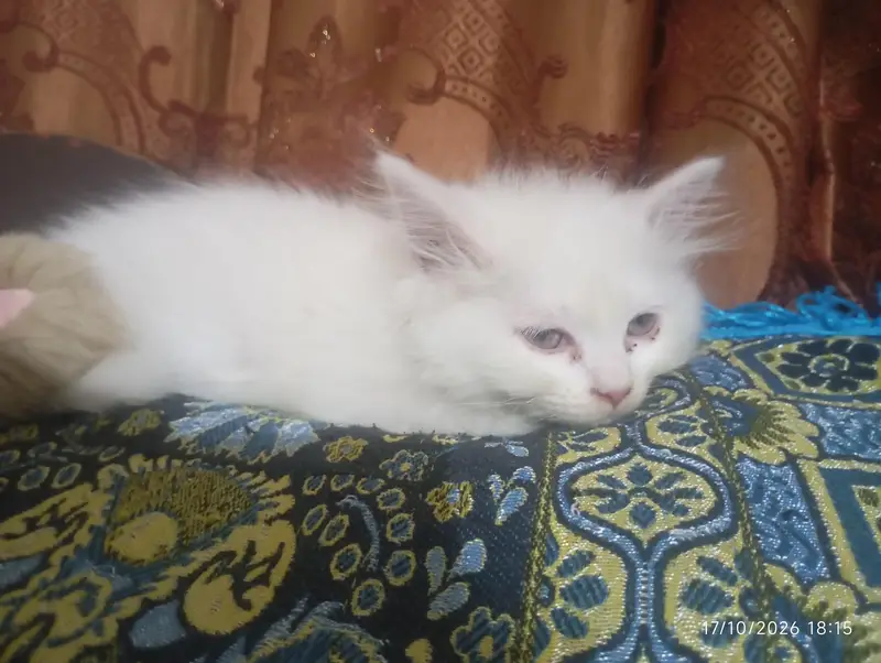 Persian white kittens — photo 4