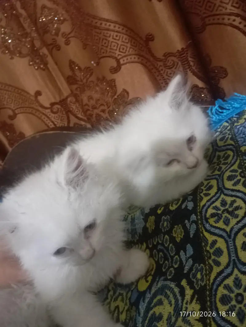 Persian white kittens — photo 5