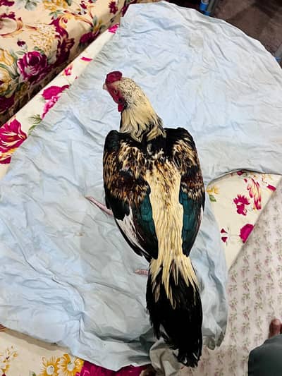 Aseel jawa murga for sale
